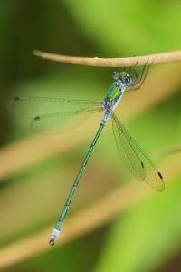 <i>Lestes sponsa</i>