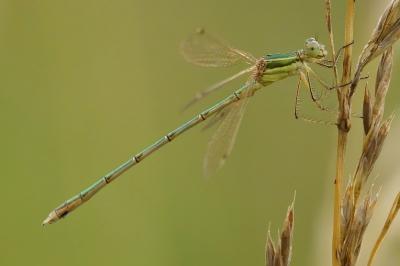 <i>Lestes barbarus</i>