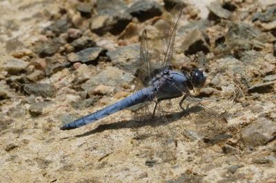 <i>Orthetrum brunneum</i>