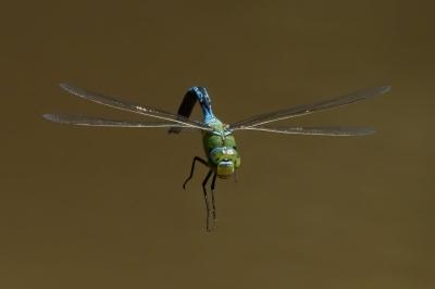 <i>Anax imperator</i>