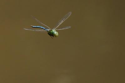 <i>Anax imperator</i>