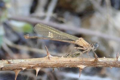 <i>Ischnura elegans</i>