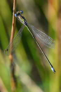 <i>Lestes virens</i>