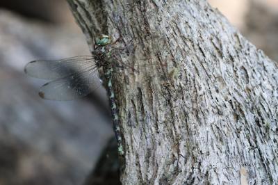 <i>Boyeria irene</i>