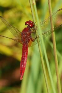 <i>Crocothemis erythraea</i>