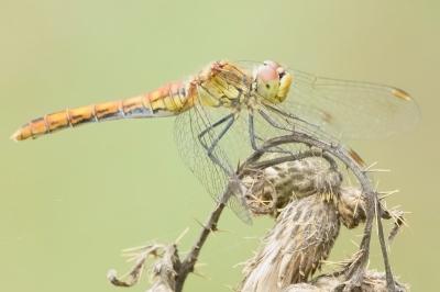<i>Sympetrum sanguineum</i>