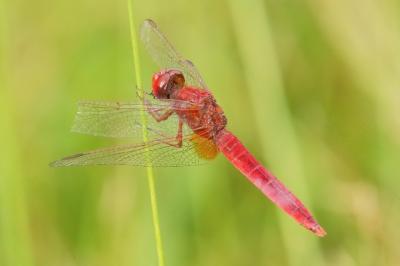 <i>Crocothemis erythraea</i>