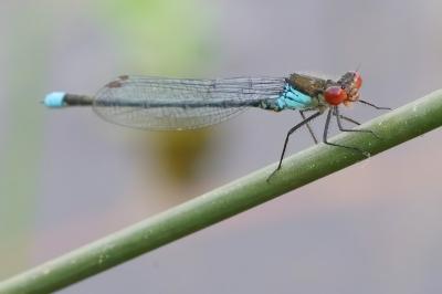 <i>Erythromma najas</i>