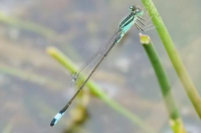 <i>Ischnura elegans</i>
