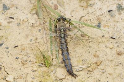 <i>Orthetrum cancellatum</i>