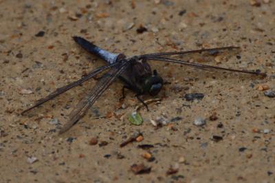 <i>Orthetrum cancellatum</i>