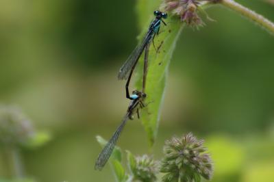 <i>Ischnura elegans</i>