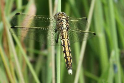 Orthetrum albistylum