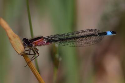 Ischnura elegans