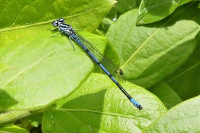 Coenagrion puella