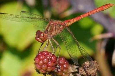 Sympetrum meridionale
