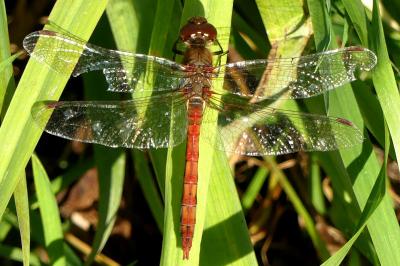 Sympetrum striolatum