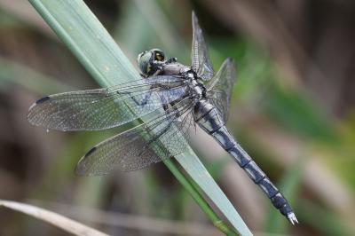 Orthetrum albistylum