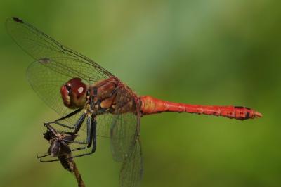 Sympetrum sanguineum