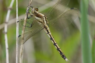 Orthetrum albistylum