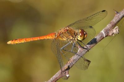 Sympetrum sanguineum