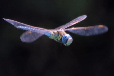 Aeshna affinis