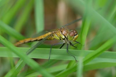 Sympetrum sanguineum
