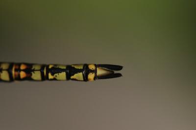 Aeshna affinis