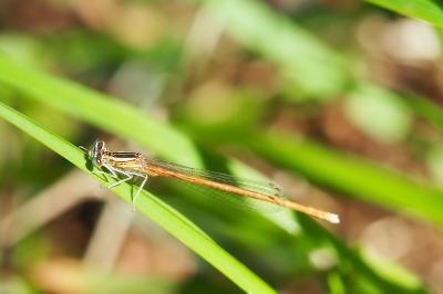 Platycnemis acutipennis