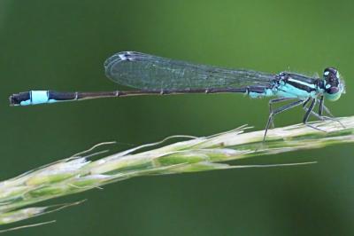 Ischnura elegans