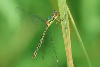 <i>Chalcolestes viridis</i>