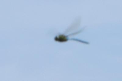 <i>Anax imperator</i>