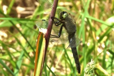 <i>Orthetrum cancellatum</i>