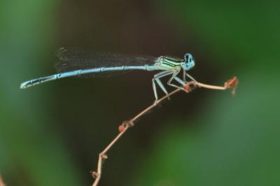 <i>Platycnemis pennipes</i>