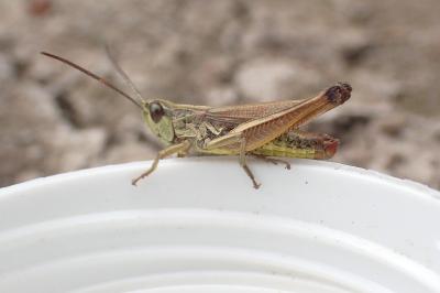 Pseudochorthippus parallelus