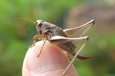 Pholidoptera griseoaptera