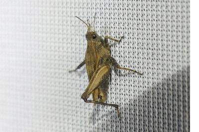 <i>Tetrix undulata</i>