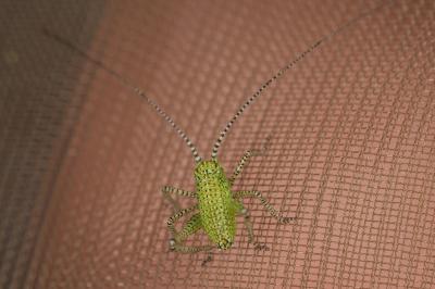 <i>Leptophyes punctatissima</i>