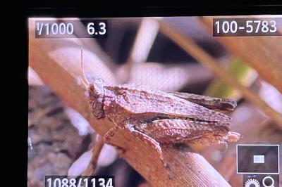 <i>Tetrix undulata</i>