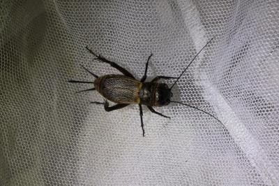 <i>Gryllus campestris</i>