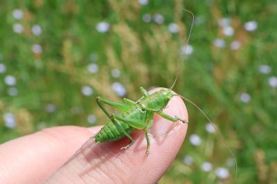 <i>Tettigonia viridissima</i>