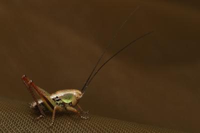 <i>Roeseliana roeselii</i>