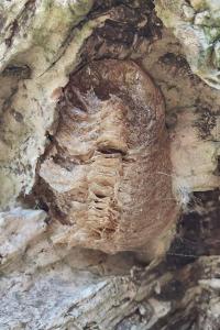 <i>Mantis religiosa</i>