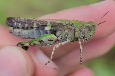 <i>Aiolopus strepens</i>