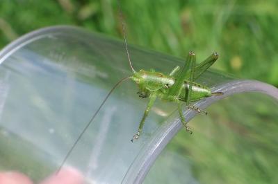<i>Tettigonia viridissima</i>