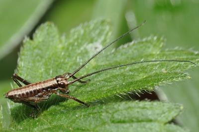 <i>Uromenus rugosicollis</i>