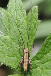 <i>Uromenus rugosicollis</i>