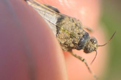 <i>Paratettix meridionalis</i>