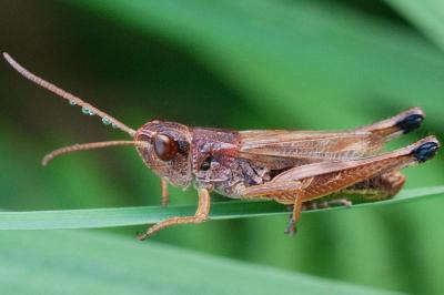 <i>Pseudochorthippus parallelus</i>