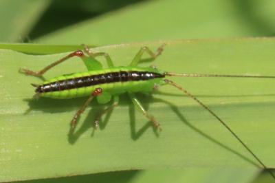 <i>Conocephalus</i>